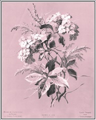 Dussurgey Hydrangea on Pink