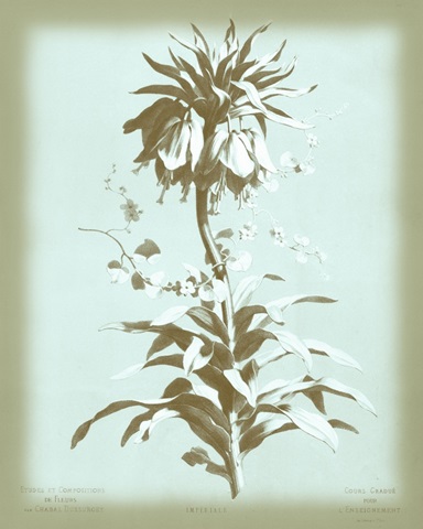 Dussurgey Imperiale on Blue