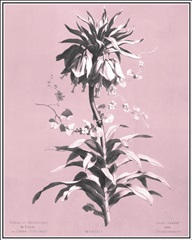 Dussurgey Imperiale on Pink