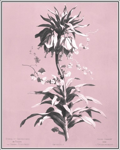 Dussurgey Imperiale on Pink