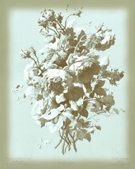 Dussurgey Roses on Blue