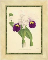 Fitch Orchid I