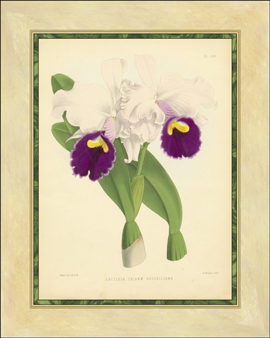 Fitch Orchid I