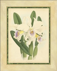 Fitch Orchid II