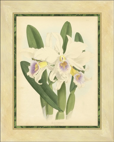 Fitch Orchid II