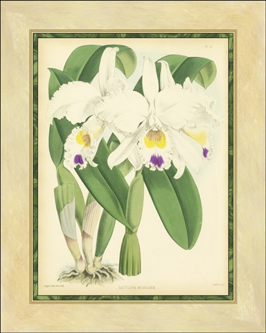 Fitch Orchid III