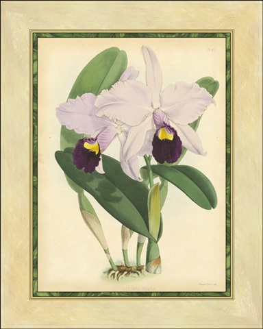 Fitch Orchid IV