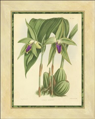Fitch Orchid VI