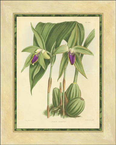 Fitch Orchid VI