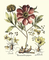 Framboise Floral I