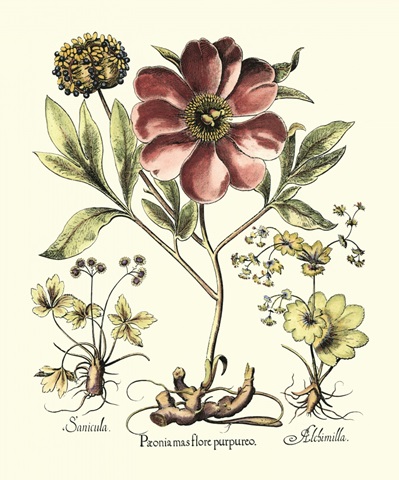 Framboise Floral I