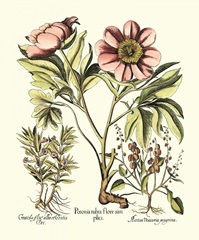 Framboise Floral II