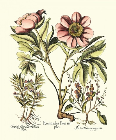 Framboise Floral II