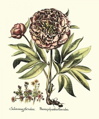 Framboise Floral III