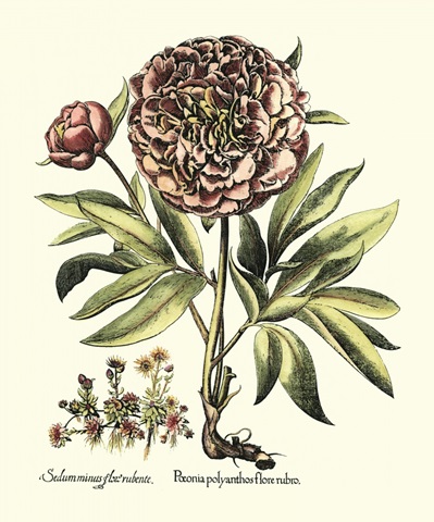 Framboise Floral III
