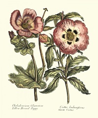 Framboise Floral IV
