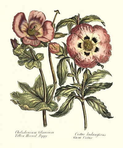 Framboise Floral IV