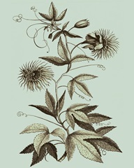 Imperial Munting III