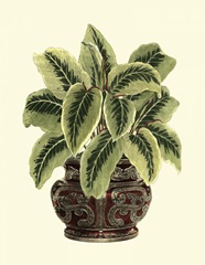 Lush Foliage in Urn I