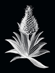 Pineapple Noir I