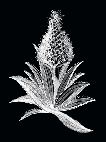 Pineapple Noir I