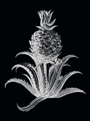 Pineapple Noir II