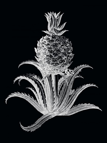 Pineapple Noir II