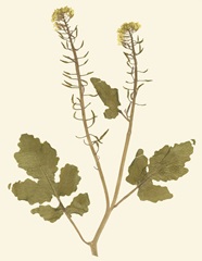 Pressed Botanical I