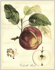Printed Tuscan Fruits I