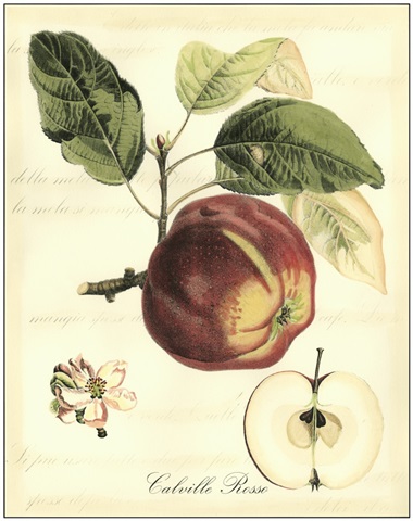 Printed Tuscan Fruits I