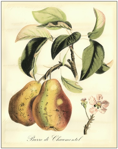 Printed Tuscan Fruits IV