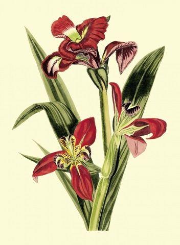 Royal Botanical Study II