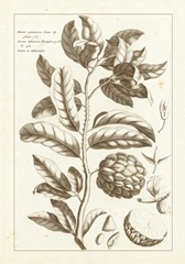 Sepia Buchoz Exotics I