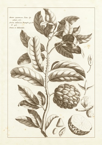 Sepia Buchoz Exotics I