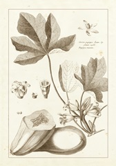 Sepia Buchoz Exotics III