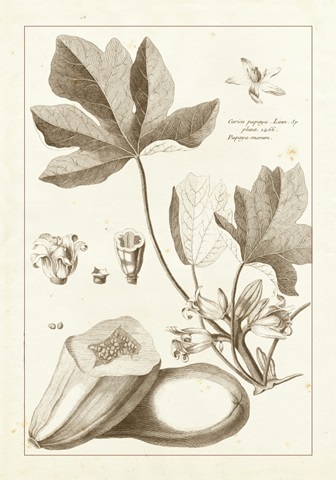 Sepia Buchoz Exotics III