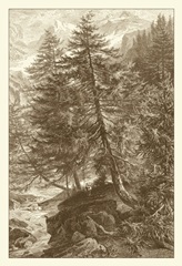 Sepia Larch Tree