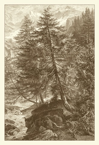 Sepia Larch Tree