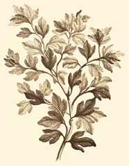 Sepia Munting Foliage I