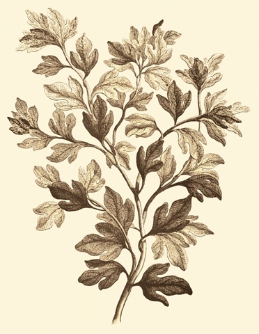 Sepia Munting Foliage I