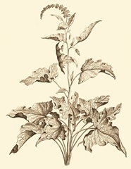 Sepia Munting Foliage II