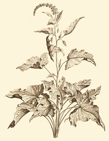 Sepia Munting Foliage II