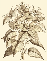 Sepia Munting Foliage III