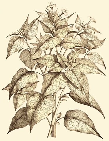 Sepia Munting Foliage III
