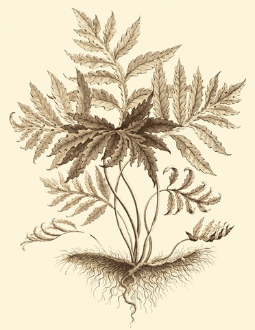 Sepia Munting Foliage IV