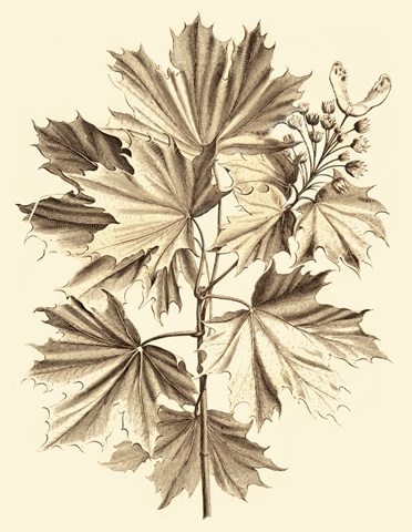 Sepia Munting Foliage V