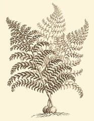 Sepia Munting Foliage VI