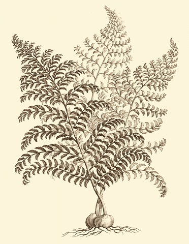 Sepia Munting Foliage VI