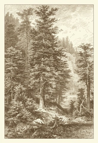 Sepia Noble Fir