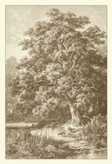 Sepia Oak Tree